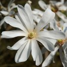 White Magnolia stellata 'Star Magnolia' Flowering Shrub in a 9cm Pot plant for UK (US Seeds)