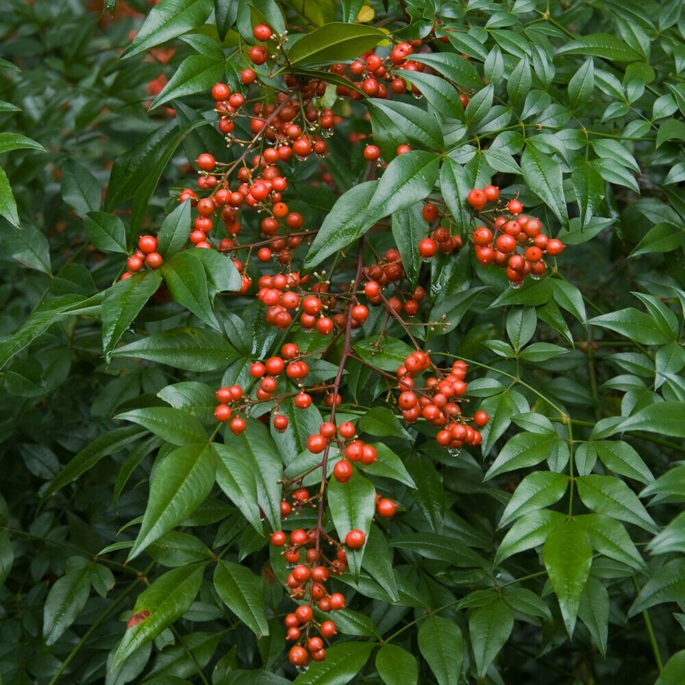 Pyracantha coccinea Red Star 9cm