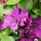 Patio Clematis 'Guiding Promise' in a 7cm Pot