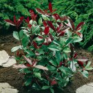 Established Evergreen Photinia 'Red Robin' Hedge Shrub in a 2L Pot 40cm tall
