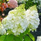 Hydrangea 'Magical Mont Blanc' in a 9cm Pot plant for UK (US Seeds)