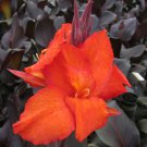 Canna 'Tropicana Black' in a 9cm Pot plant for UK (US Seeds)