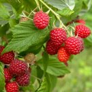 Raspberry 'Summer Lovers Patio Red' in 9cm Pot plant for UK (US Seeds)