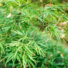 Acer palmatum 'Emerald Lace' supplied in a 9cm Pot