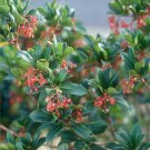 Arbutus unedo Rubra in a 9cm Pot plant for UK (US Seeds)