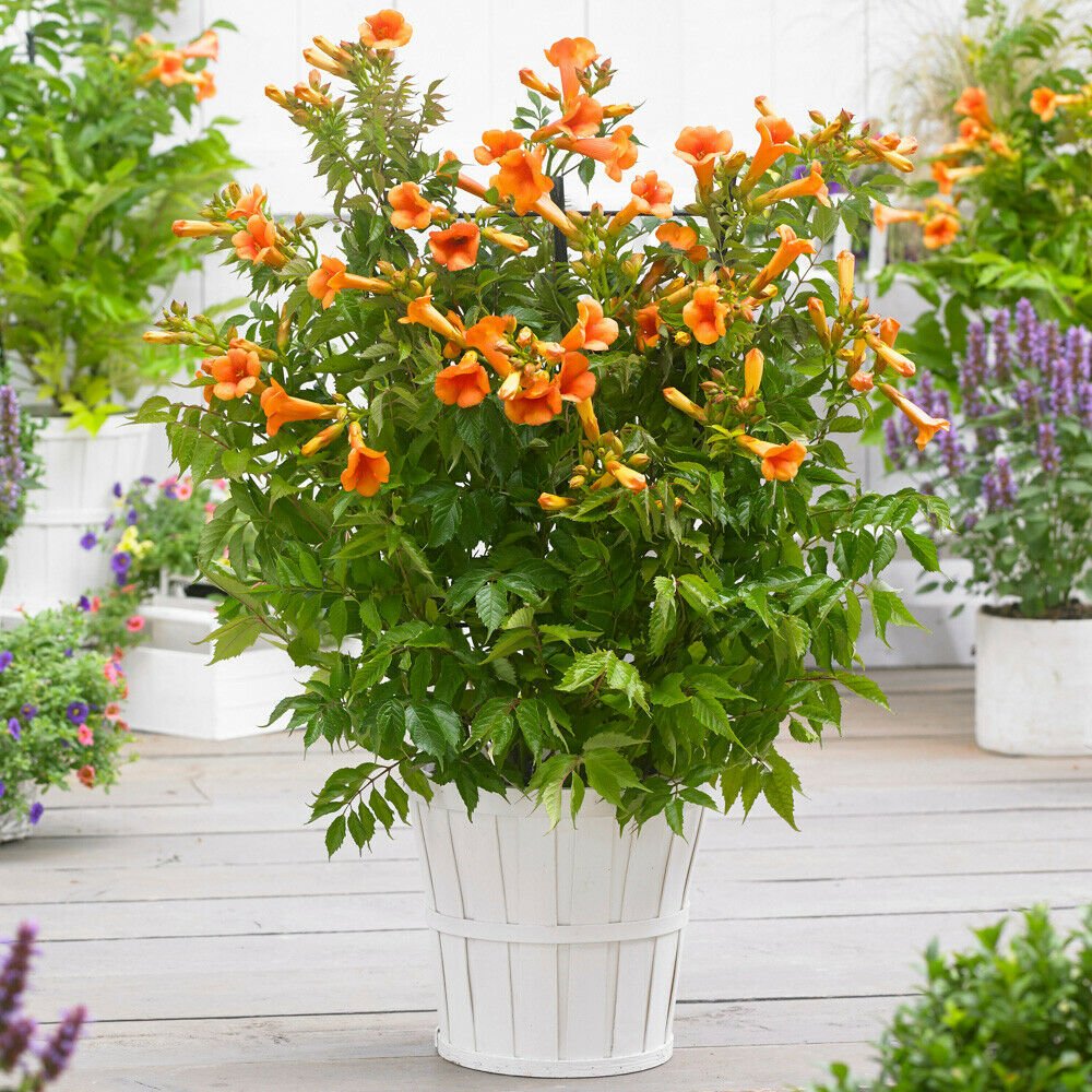 Campsis capreolata Tangerine Beauty in a 9cm Pot plant for UK (US Seeds)
