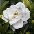 Winter Hardy Gardenia 'Crown Jewel' Flowering Shrub Plant in a 9cm Pot plant for UK (US Seeds)