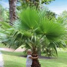 Washingtonia Robusta 'Cotton Palm' in a 14cm Pot
