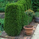 Thuja occidentalis 'Smaragd' in a 9cm Pot plant for UK (US Seeds)