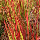 Imperata Blood Grass 'Red Baron' 3 Plants in 9cm Pots