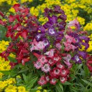 Perennial Hardy Penstemon Collection - 12 plugs
