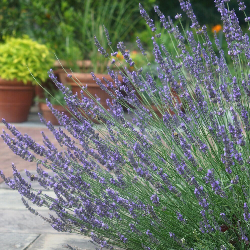 Lavender Lavandula intermedia 'Phenomenal' in a 2L Pot