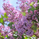 Syringa Vulgaris 'Fragrant Lilac' in a 2L Pot