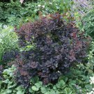 Cotinus 'Smoke Bush 'Royal Purple' in 3L pot