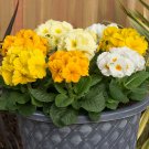 Polyanthus Spring Fever Mixed 20 pack