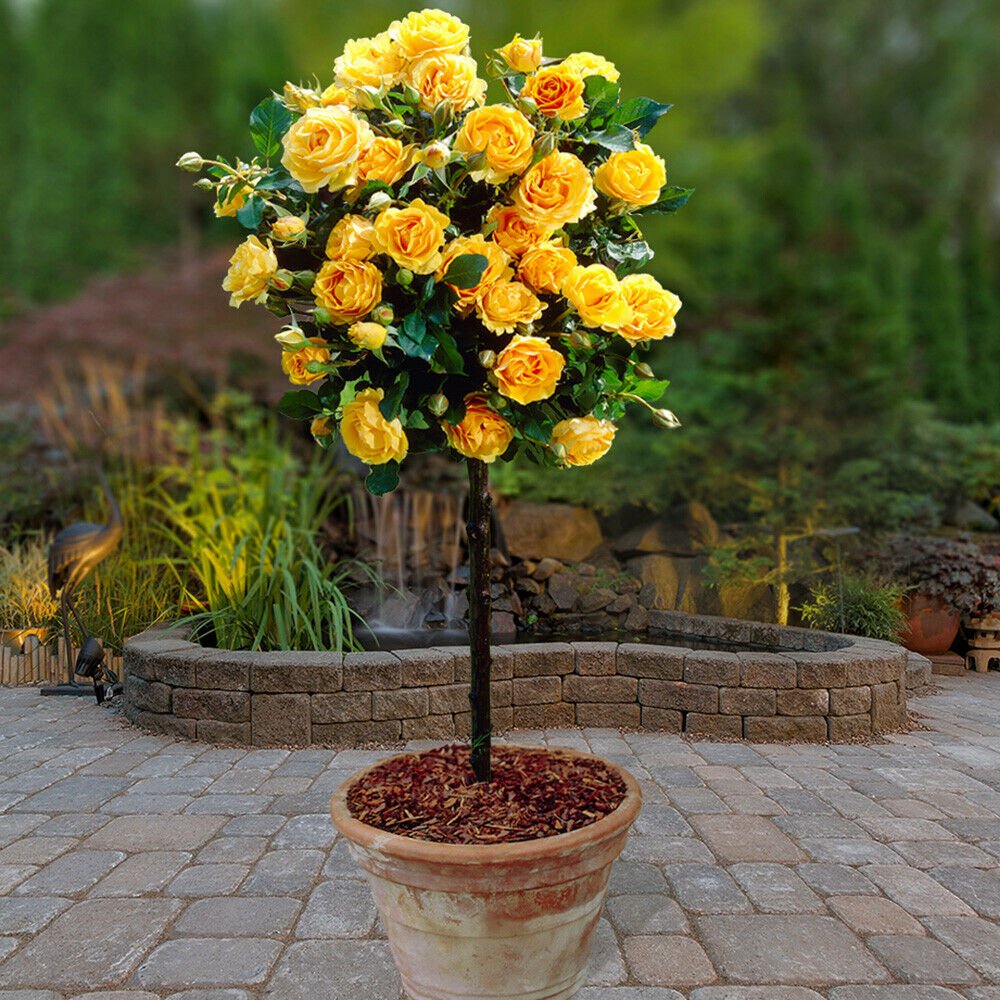 Patio Standard Rose 'Yellow' 60-70cm