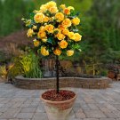 Patio Standard Rose 'Yellow' 60-70cm