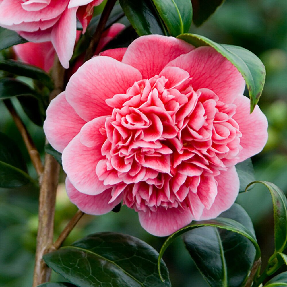 Camellia Japonica Volunteer 3cm Pot