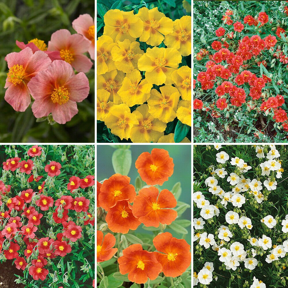 Rock Roses - Helianthemum Collection x 6 Plug Plant for UK (US Seeds)s