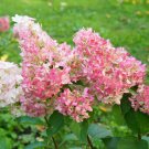 Hydrangea paniculata 'Vanille Fraise' in a 9cm Pot plant for UK (US Seeds)