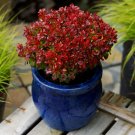 Barberry Berberis thunbergia 'Lutin Rouge' (R) in a 9cm Pot plant for UK (US Seeds)
