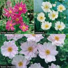 Hardy Japanese Anemone Perennial Plant Collection 3 Colours in 9cm Pot plant for UK (US Seeds)s
