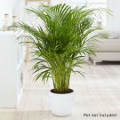 Areca palm (Butterfly Palm) 14cm pot 50-60cm tall