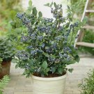 Blueberry Superfruit Plants 3 x 9cm Pot plant for UK (US Seeds)ted Varieties