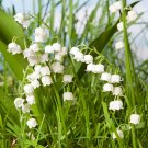 Pack of 3 Lily of the Valley Perennial Plants in 9cm Pot plant for UK (US Seeds)s