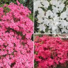 Rhododendrons (Japanese Azalea) 3 x Plants in 9cm Pot plant for UK (US Seeds)s