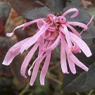 Loropetalum chinensis 'Fire Dance' Chinese Witch Hazel 3 Plants in 9cm Pot plant for UK (US Seeds)s