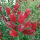Red Bottlebrush Plant Callistemon citrinus in a 2.5L Pot