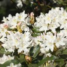 Rhododendron 'Madam Masson' (White) 17cm