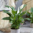 Peace Lily Spathiphyllum 'Sweet Silver' in a 14cm Pot