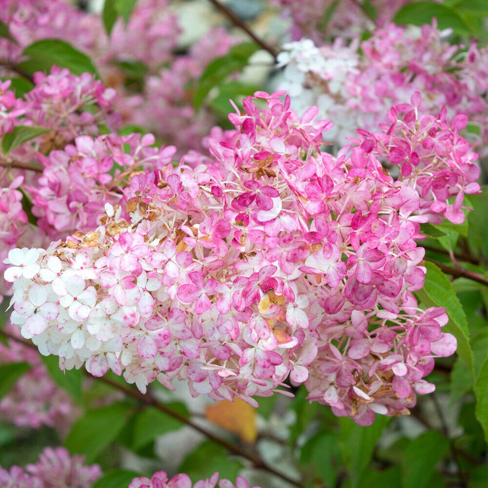 Hydrangea paniculata 'Vanille Fraise' in a 1.5L Pot