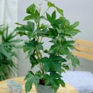 Fatshedera 'Pia Gray' Tree Ivy in a 17cm Pot