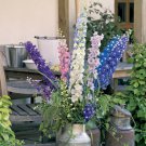 Perennial Delphinium 'Pacific Giants' Pack of 12 Mixed Garden Ready Plug Plant for UK (US Seeds)s