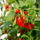 Goji Berry Sweet Lifeberry Superfruit Plants 3 x 9cm Pot plant for UK (US Seeds)ted Plants