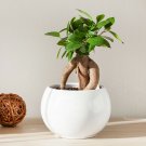 Ficus Microcarpa 'Ginseng' Bonsai in a 14cm Pot