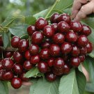 Cherry Fruit Bush 'Athos' plant for UK (US Seeds