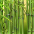 Phyllostachys bissettii Green Bamboo plant for UK (US Seeds