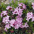 Daphne 'Pink Fragrance' Evergreen Spring Flowering plant for UK (US Seeds