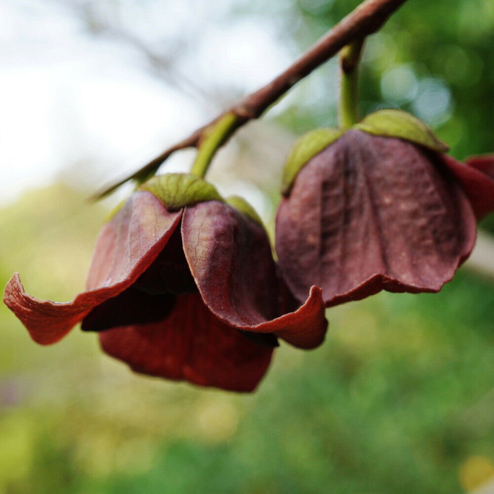 Pawpaw Fruit Tree Asimina triloba plant for UK (US Seeds