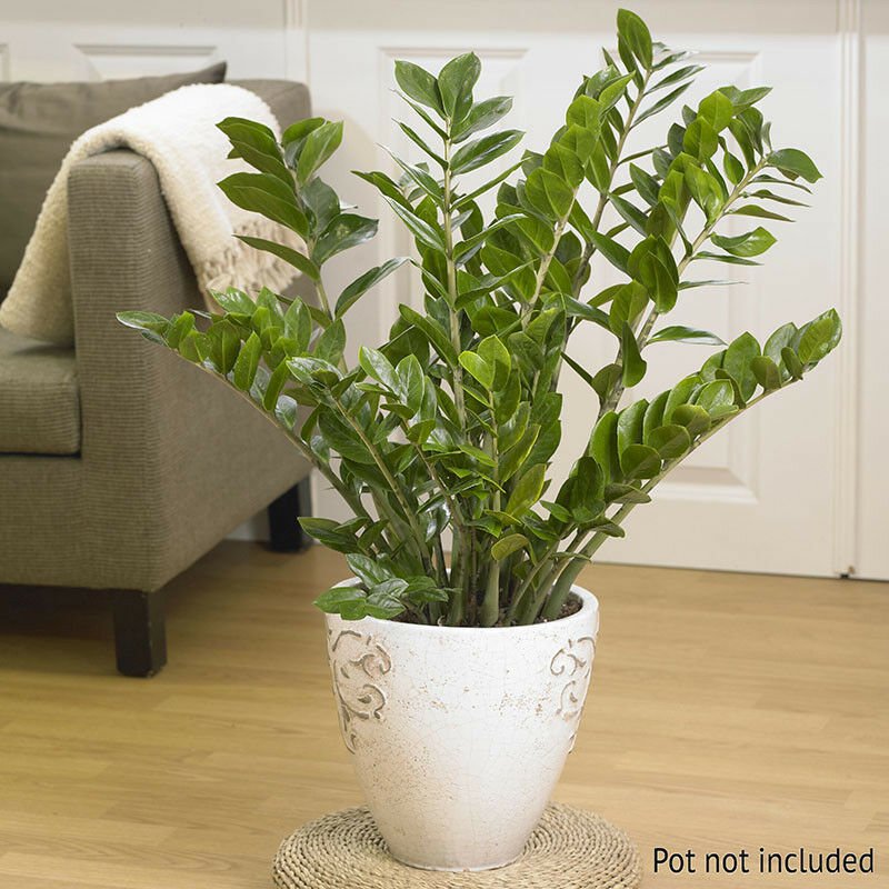 Zamioculcas Zamiifolia Plant For Uk (us Seeds