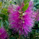 Hot Pink Bottlebrush Plant Callistemon viminalis in a 3L Pot Exotic Winter Hardy