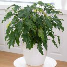 Philodendron Xanadu plant for UK (US Seeds)