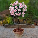 Patio Standard Roses - Pair of Pink plant for UK (US Seeds)