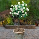 Patio Standard Roses - Pair of White 60cm tall bare root