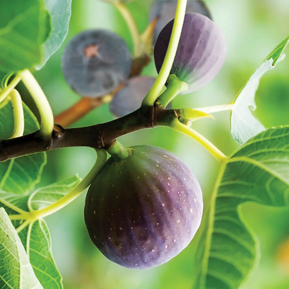 Pair of Fig 'Brown Turkey' Fruit Plants plant for UK (US Seeds)