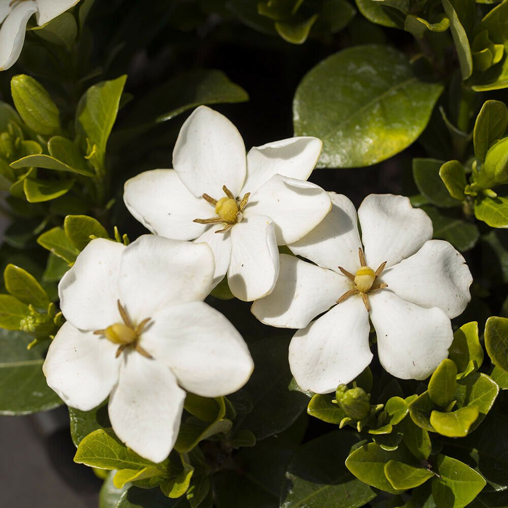 Hardy Gardenia Pair - plant for UK (US Seeds)